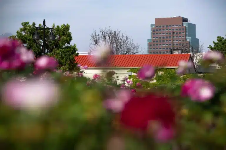 Blooming roses in West Covina foreground with high-rise office building in the background, capturing the city’s balance of natural beauty and business infrastructure.